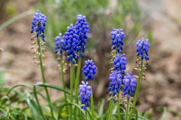 Blue Muscari Mill flowers close-up in the spring