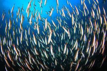 Sardines fish underwater