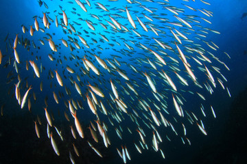 Sardines fish underwater