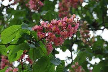 Red horse-chestnut tree 