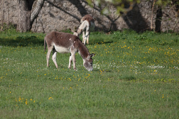 Donkey grazing