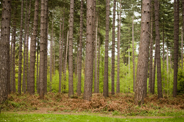 A Walk Through The Trees