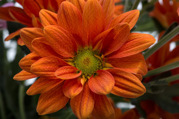 Close up of the orange chrysanthemum flowers