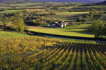 Campagne vigneronne à Vézelay (89450),  département de l'Yonne en région Bourgogne-Franche-Comté, France en Europe