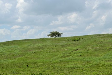 Tree on the top of the hill