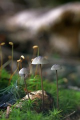 unidentified gray mushrooms