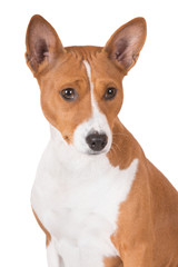 red basenji dog portrait