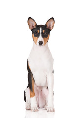 basenji dog portrait on white