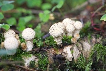 unidentified white puffballs