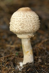 cystolepiota mushroom