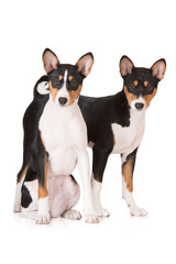 two tricolor basenji dogs on white
