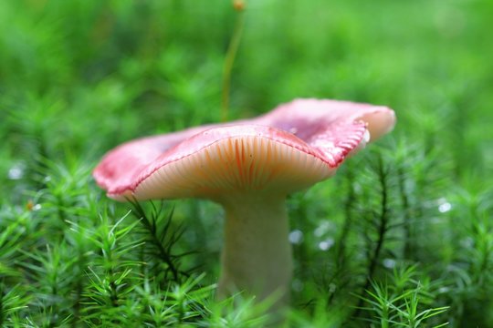 unidentified red mushroom