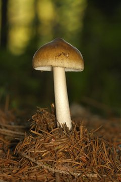 unidentified brown mushrooms