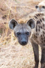 Curious Hyena
