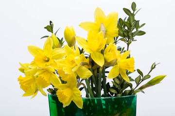 Yellow jonquil flowers isolated on white background.