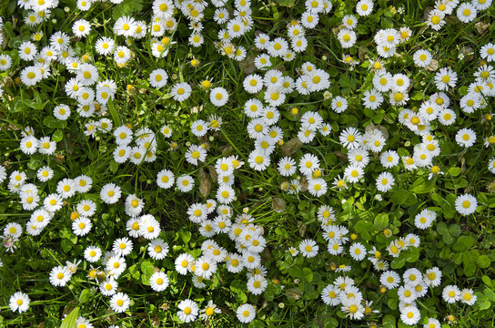 Fototapeta Gänseblümchen