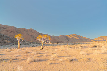 Quiver Trees in Richtersveld