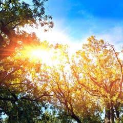 Obraz premium Magic lights in the sky