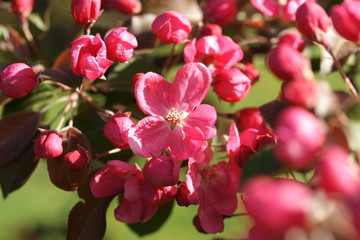 Fototapeta premium Цветущая розовым яблоня