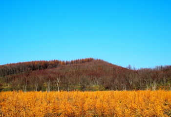Fototapeta premium 鶴居村