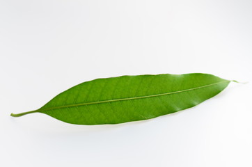 Fototapeta na wymiar leaf,leaves,green,nature,background,isolated