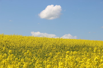 Obraz premium yellow field
