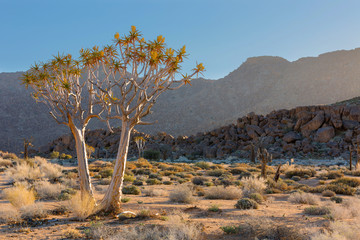 Flowering Quiver Trees