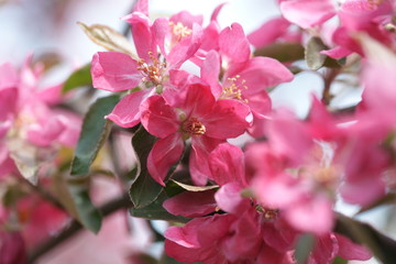 Fototapeta na wymiar Цветущая розовым яблоня