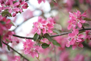 Цветущая розовым яблоня