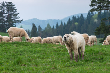 traditional sheep grazing on hills in polish mountains