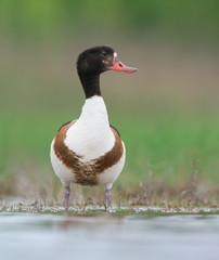 Common shelduck. Adult female