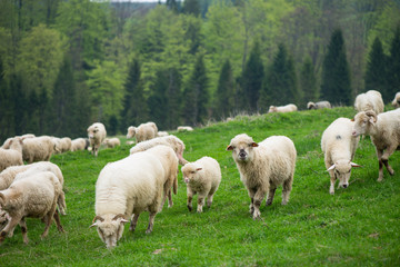 Obraz na płótnie Canvas traditional sheep grazing on hills in polish mountains