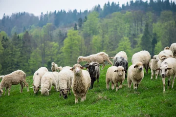 Tuinposter traditional sheep grazing on hills in polish mountains © marcin jucha