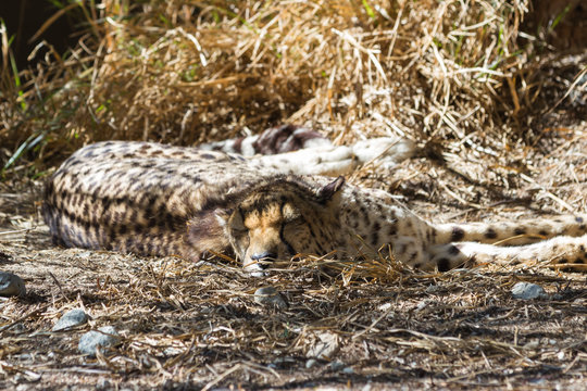 Sleeping cheetah