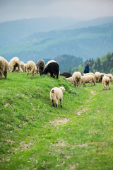 traditional sheep grazing on hills in polish mountains