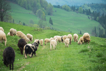 traditional sheep grazing on hills in polish mountains