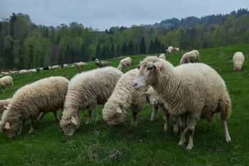 Traditional sheep grazing on hills in polish Tatry mountains reg