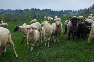 Traditional sheep grazing on hills in polish Tatry mountains reg