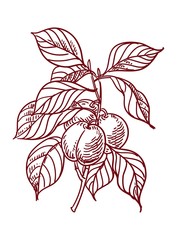 Vector Sketch of plums