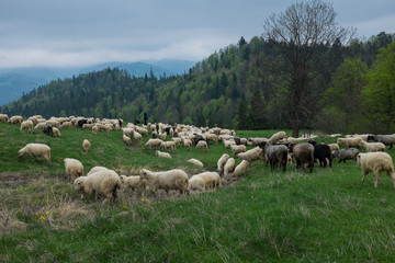 Traditional sheep grazing on hills in polish Tatry mountains reg