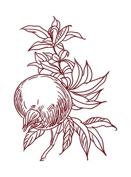 Vector Sketch of pomegranate