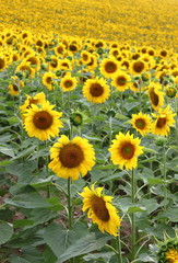 Fototapeta na wymiar Landscape view of a sunflowers field
