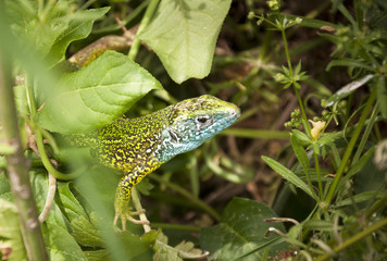 Lacerta viridis (European green lizard), Vineyard Sobes, South M