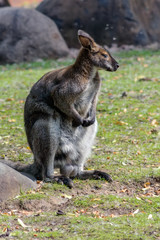 Naklejka na ściany i meble Sitting male kangaroo