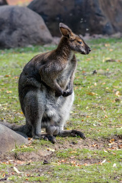 Sitting male kangaroo