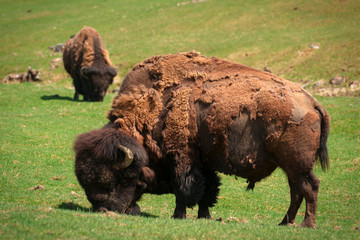 Bison (American Buffalo) in Spring Moult Grazing in Field