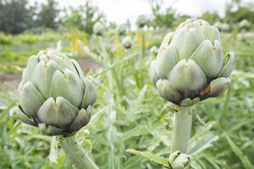 Obraz premium Artichokes on the plant, Cynara cardunculus