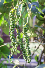 Fresh green peper on peper tree