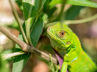 Lizard Close Up
