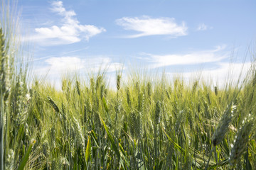 Closeup unripe wheat ears. Blue Sky in the background.